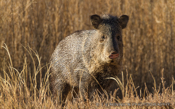 Javelina