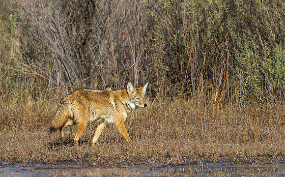 Coyote