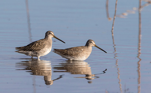 Long-billed Dowitcher nonbreeding
