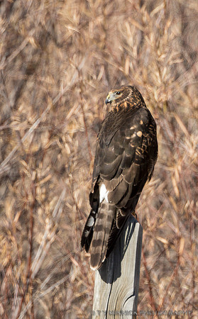 Northern Harrier