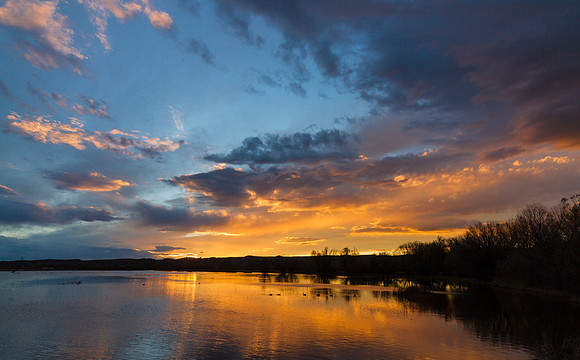 Bosque Sunset