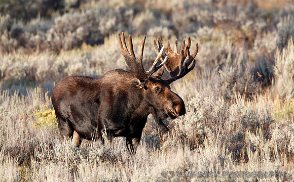 Moose