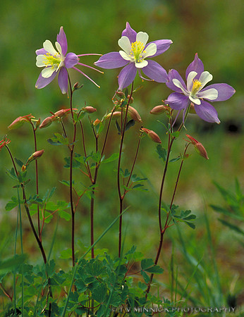 Rocky Mountain Columbine