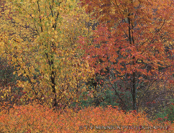 Two Trees in Autumn