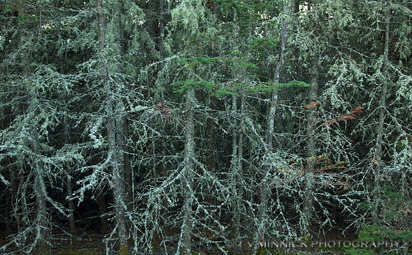 Spruce Trees with Lichens