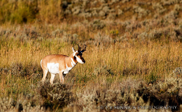 Pronghorn Antelope