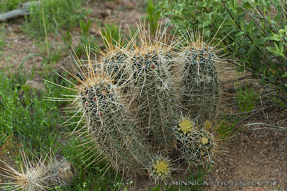 Hedgehog Cactus