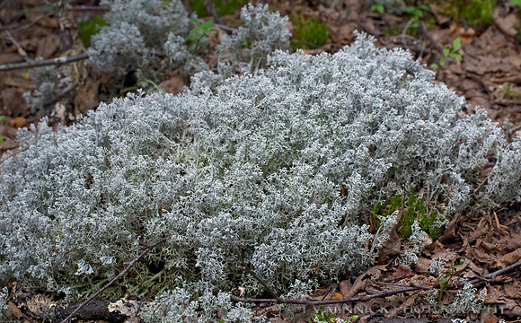 Green Reindeer Lichen