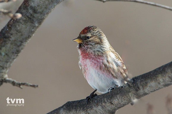 Common Redpoll