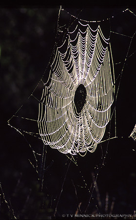 Web of Light