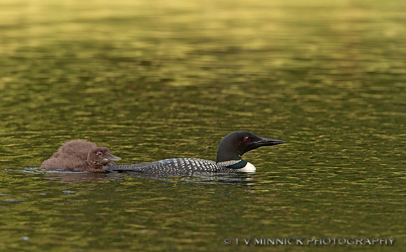 Loon and Chick