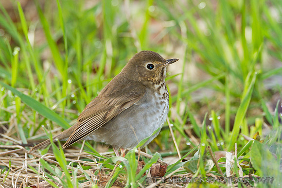 Swainson's Thrush