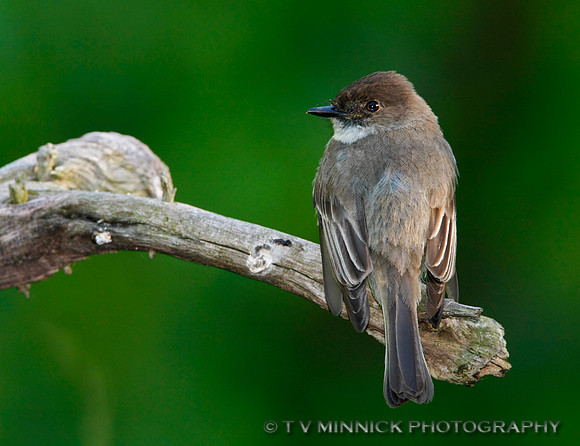 Eastern Phoebe