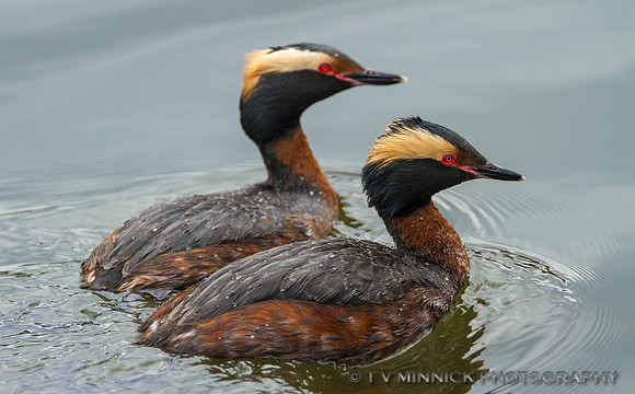 Horned Grebes