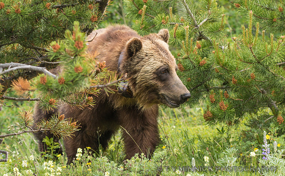 Grizzly Bear