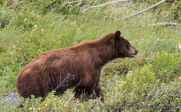 Black Bear, cinnamon color