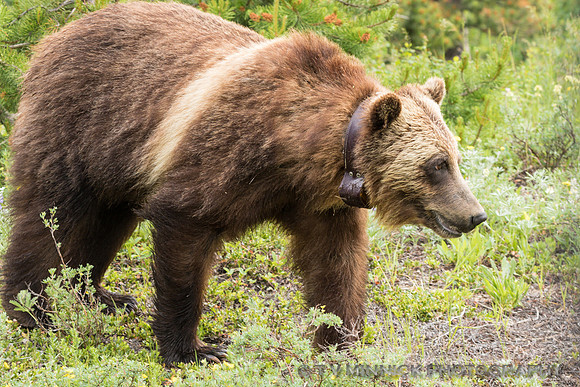 Grizzly Bear