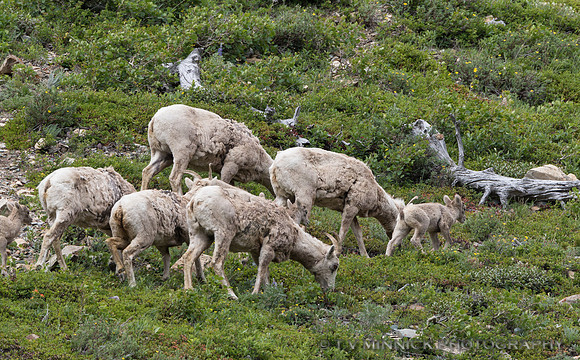 Mountain Sheep