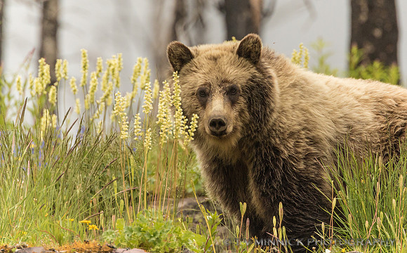 Grizzly Bear