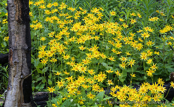 Balsamroot