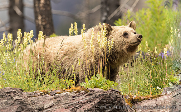 Grizzly Bear