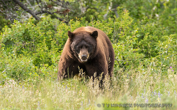Black Bear