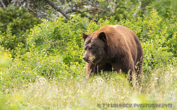 Black Bear
