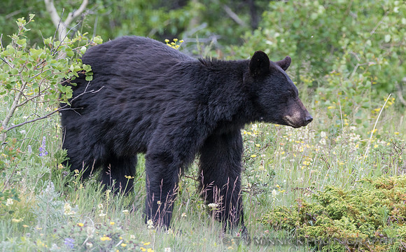 Black Bear