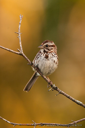 Song Sparrow