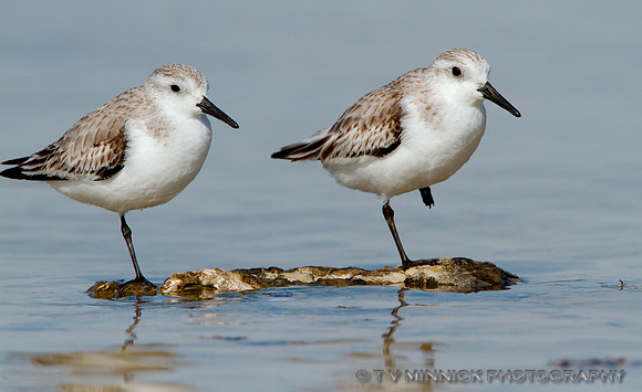 Sanderlings