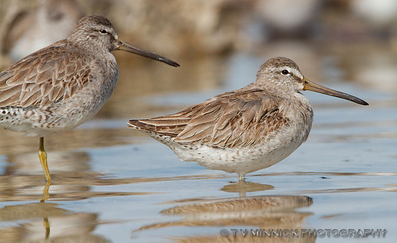 Short-billed Dowitcher