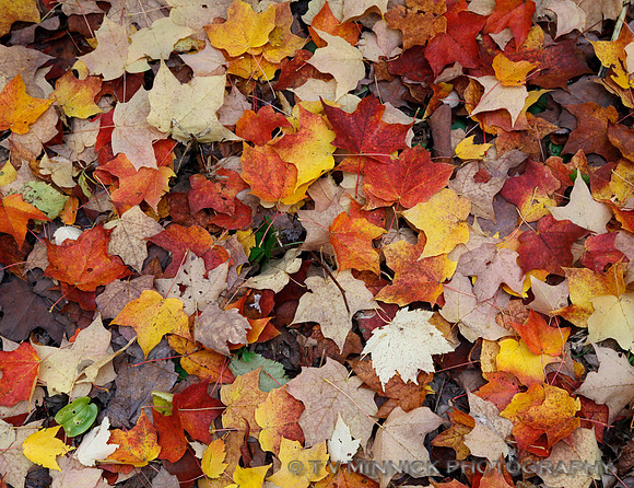 Fall Leaf Mosaic