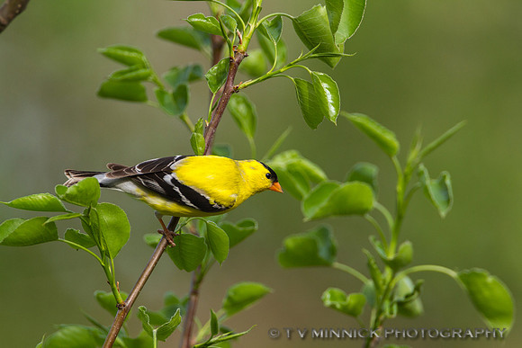 American Goldfinch
