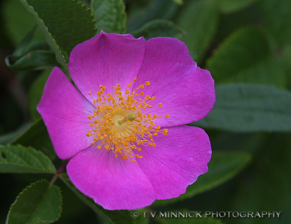 Pasture Rose