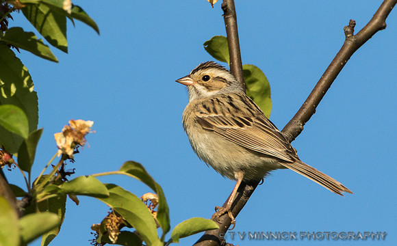 Clay-colored SpARROW