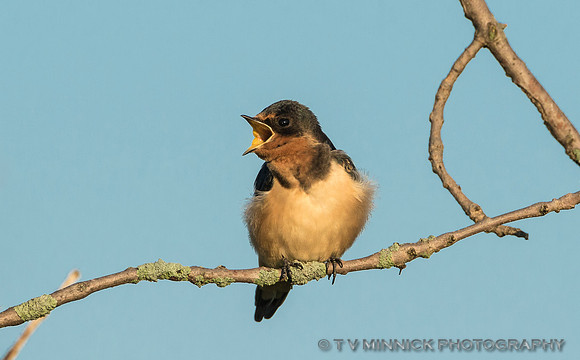 Barn Swallow