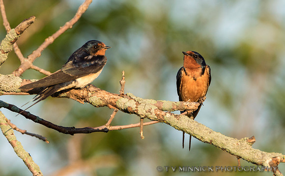 Barn Swallows