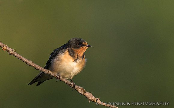 Barn Swallow