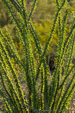 Backlit Ocotillo