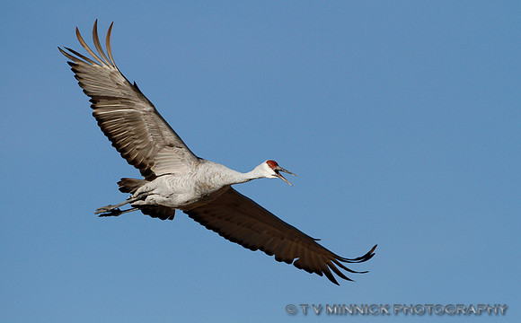 Sandhill Crane in Flight