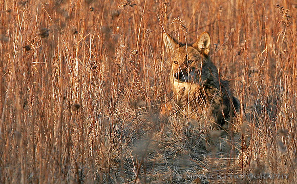 Watcher in the Grass