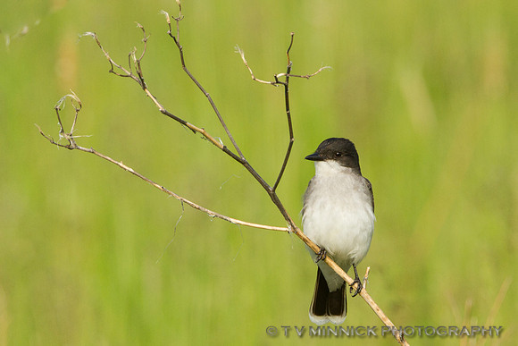 Eastern Kingbird
