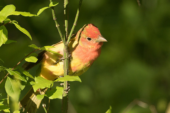 Summer Tanager 1st Spring male