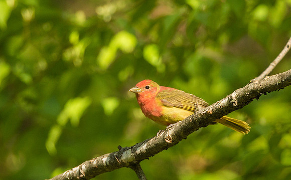 Summer Tanager 1st Spring male