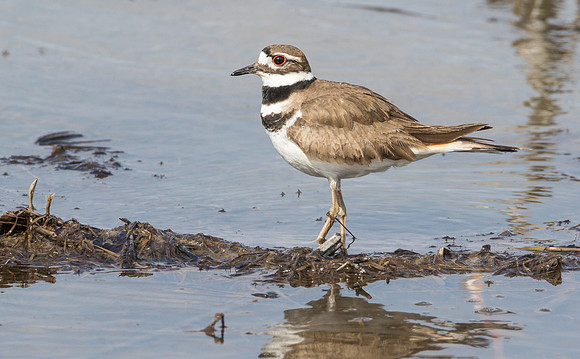 Killdeer