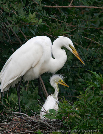 Great Egret and Chick