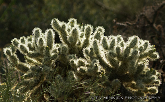 Teddy Bear Cholla