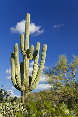 Saguaro Cactus