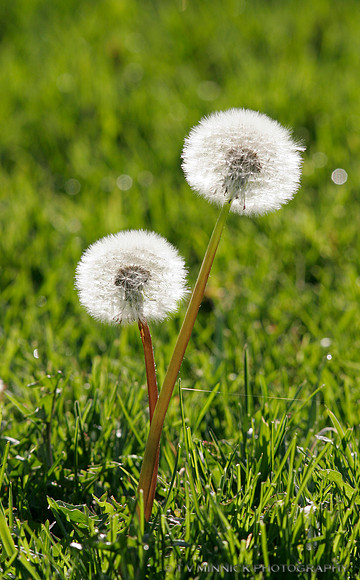 Backlit Dandelion