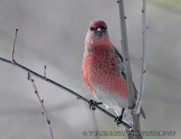 Pine Grosbeak